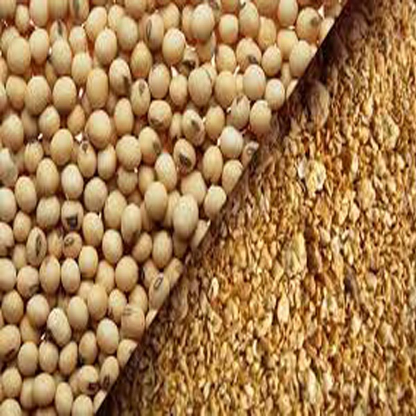 کنجاله سویا